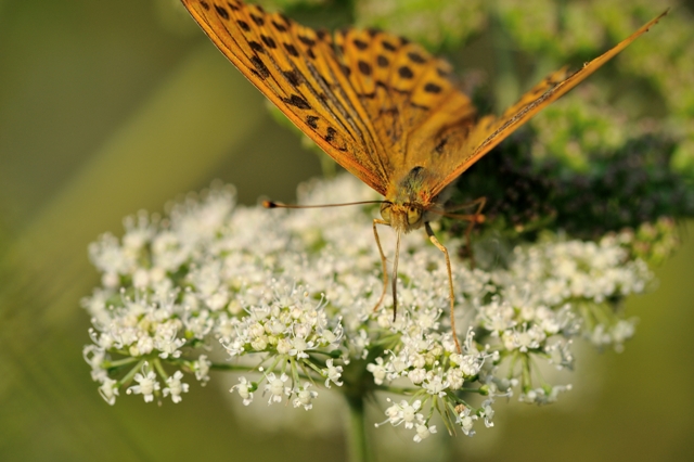 Argynnis (Argynnis) paphia